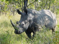 White rhino in the Kruger National Park. (Image: Esculapio, via Wikimedia Commons)