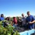 Simonsig Wine Estate begins harvest