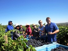 First press - Pinot Noir for Kaapse Vonkel