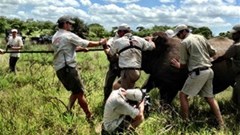 &Beyond goes beyond... for our rhinos
