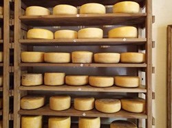 If you believe in cheeses, Prince Albert won't disappoint.