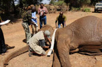 Elephants are not hurt during the fitting procedure, and they rejoin their herds shortly after being woken up. (Image: )