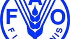 Invest in good food, not junk says FAO