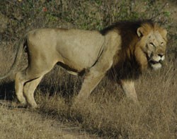 I couldn't help feeling that we on the vehicle were sometimes regarded as potential &quot;meals on wheels&quot;.