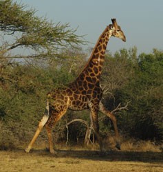Another one off the bucket list... giraffes are amazingly graceful.