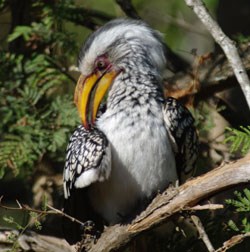 If you're into birding, the southern yellow billed hornbill is just one species you can see.