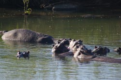 And here's a hippo or three.