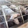 Woolworths supports banning of gestation crates