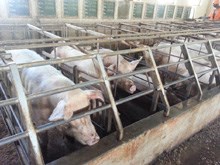 Woolworths supports banning of gestation crates