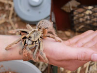 Adult female Golden-brown Baboon spider