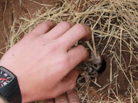 Transferring of an adult female Golden-brown Baboon spider.