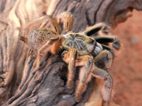 Adult, female Golden-brown Baboon spider (Augacephalus junodi)