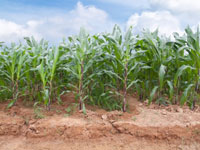 Image courtesy of Exsodus /