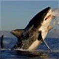 One&Only Cape Town to launch 'Close Encounter Experiences' during International Shark Week