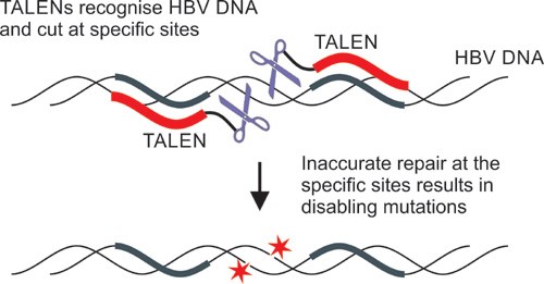 New gene therapy holds promise for treatment of HBV