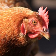 Image courtesy of Simon Howden /