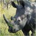 #iam4rhinos campaign takes Twitter by storm