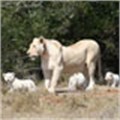 White lion cubs born in game reserve
