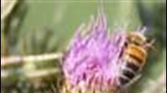 A beein France. (Image: Wiki Images)