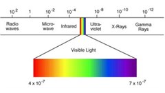 Leading with love: The guide dog