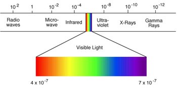 Leading with love: The guide dog