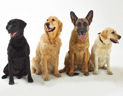 Leading with love: The guide dog