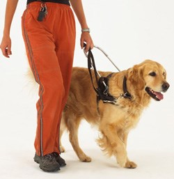 Leading with love: The guide dog