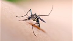 Malaria conference kicks off in Durban