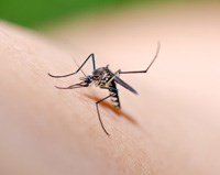 Malaria conference kicks off in Durban