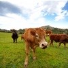 Reducing meat production to reduce greenhouse gasses