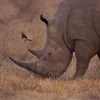Poisoning rhino horn - ethically defendable, but legally questionable?