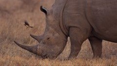 Poisoning rhino horn - ethically defendable, but legally questionable?