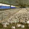 Itac probes claim of chicken dumping