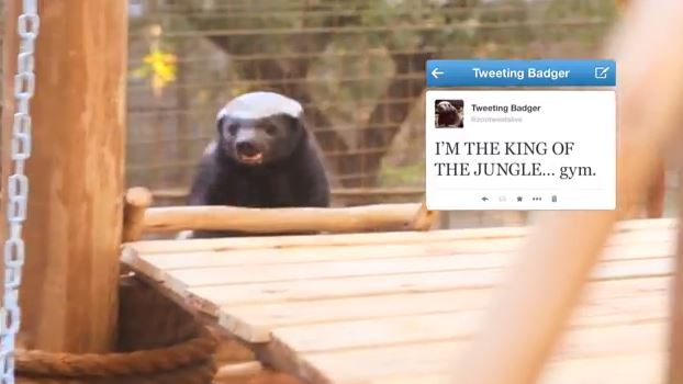 Viral honey badger meets Johannesburg Zoo honey badger