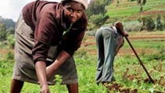 A special fund has been set up by the African Development Bank to fund farming ventures. Image: