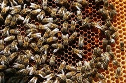 Beekeepers get financial support from Kumba