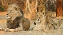 Canned hunting cannot be acceptable