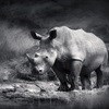 Portfolio Committee seeks solutions for rhino poaching