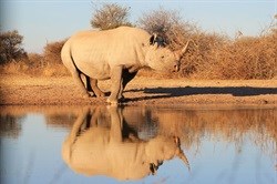 'Live animals horns hacked'