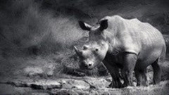 The push for legalisation of rhino horn trade