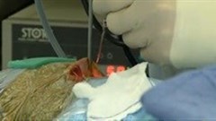 Wits medical students excel in specialist examinations