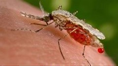 Malaria outbreak: Limpopo issues travel warning