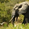 Latest conflict resource: poachers on the prowl for ivory