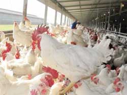 Chicken farmers are under pressure as maize prices push up the cost of feed for the birds. Image: Astral Foods.