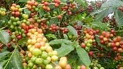 Dry weather in Brazil drives up coffee price