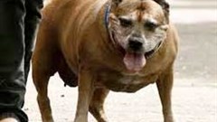 The Petfit collar constantly monitors what a dog is doing and transmits data to a mobile phone. Image: