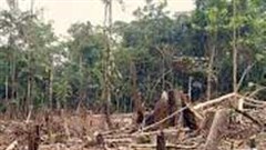 Google has launched an application to monitor levels of deforestation around the world. Image: