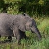 NSPCA takes legal action against Knysna Elephant Park