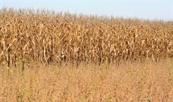 Agriculture central to fighting poverty, unemployment