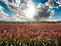 Boeing, SAA and RSB partner to expand biofuel production